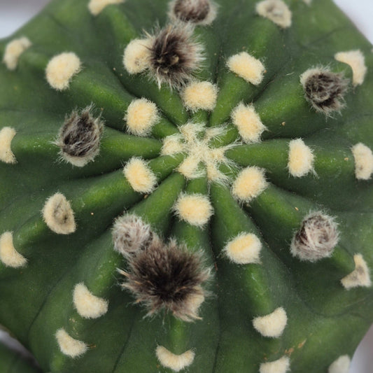 Domino Cactus