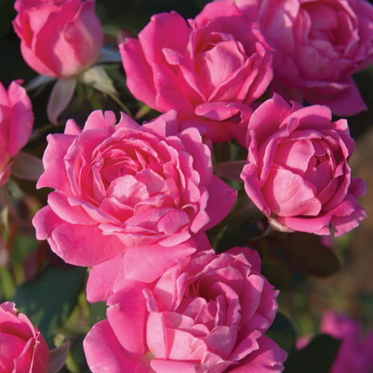 Rose 'Double Knock Out® Pink'