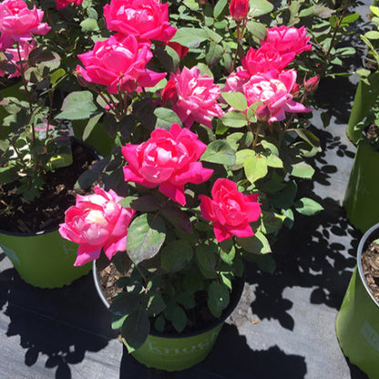 Rose 'Double Knock Out® Pink'
