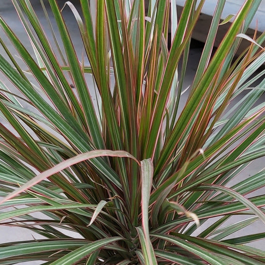 Dracaena 'Bicolour'