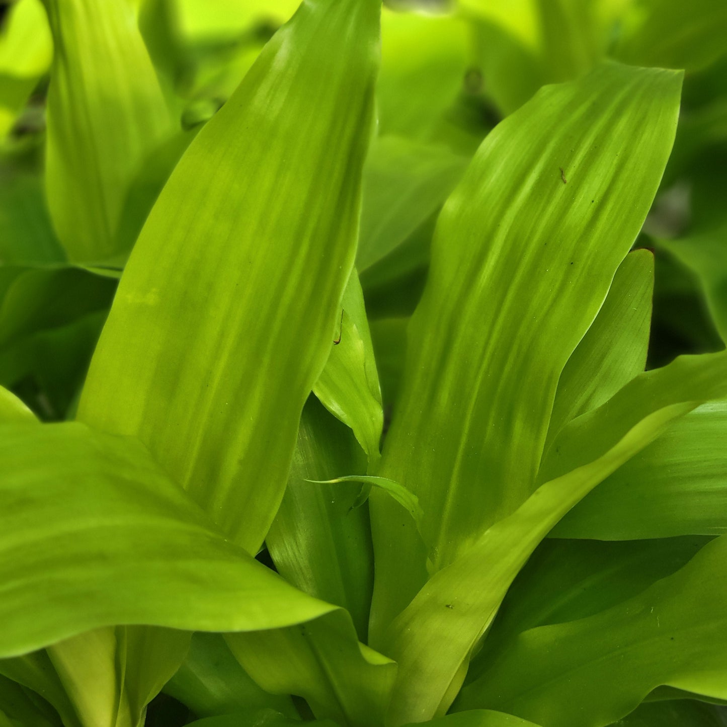 Dracaena 'Limelight'