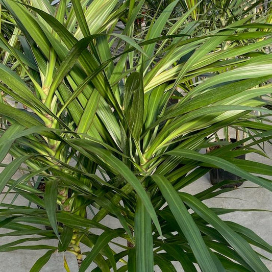 Dracaena 'Tarzan'