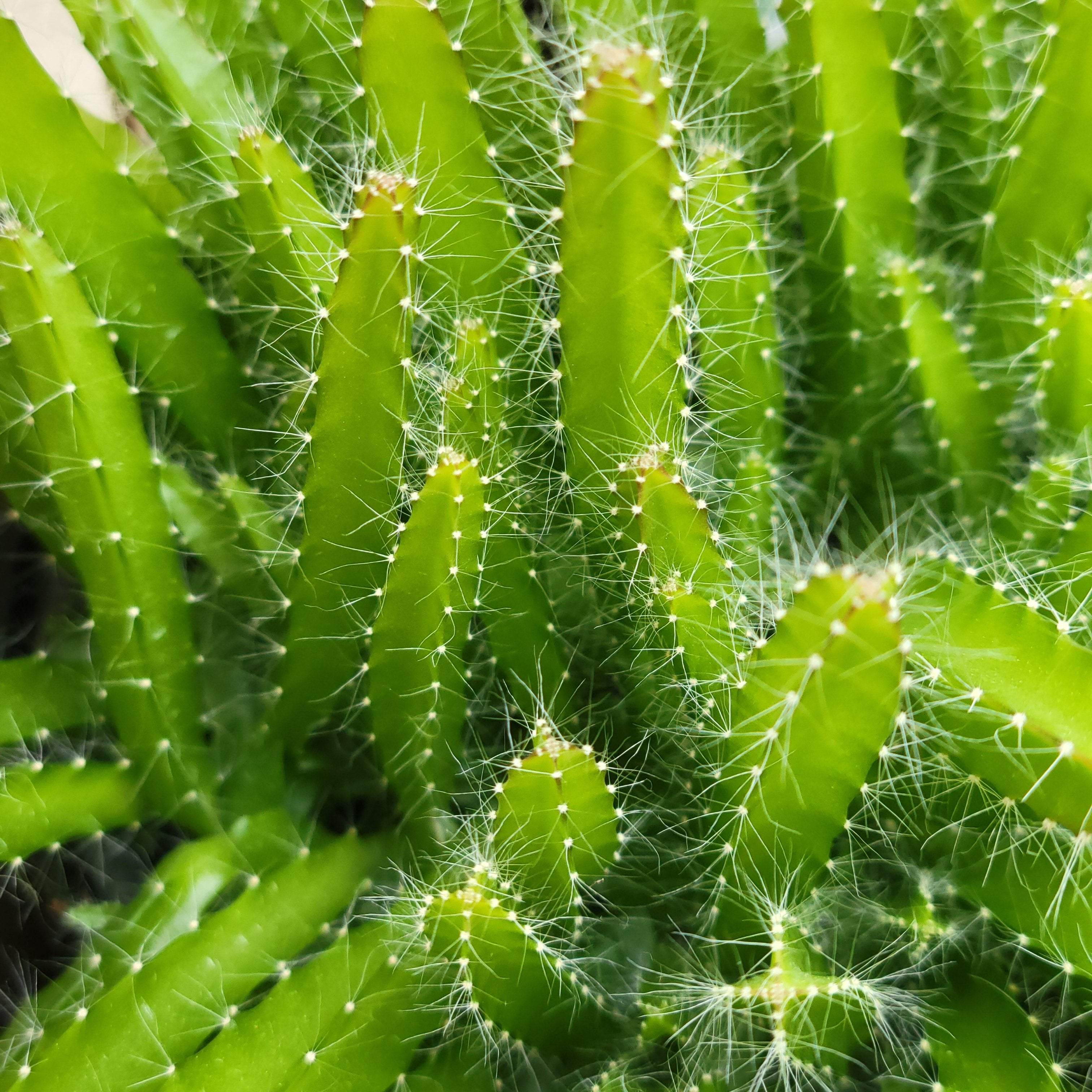 Dragon Fruit Cactus