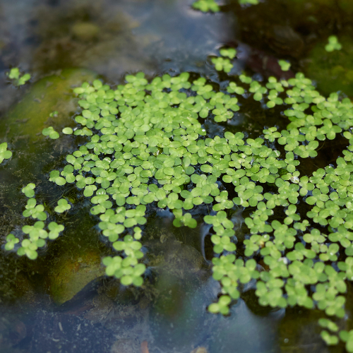 Duckweed