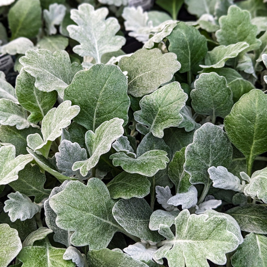 Dusty Miller