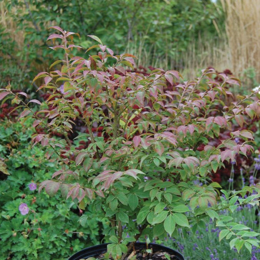 Burning Bush 'Dwarf'