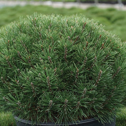 Pine 'Mugo' Dwarf