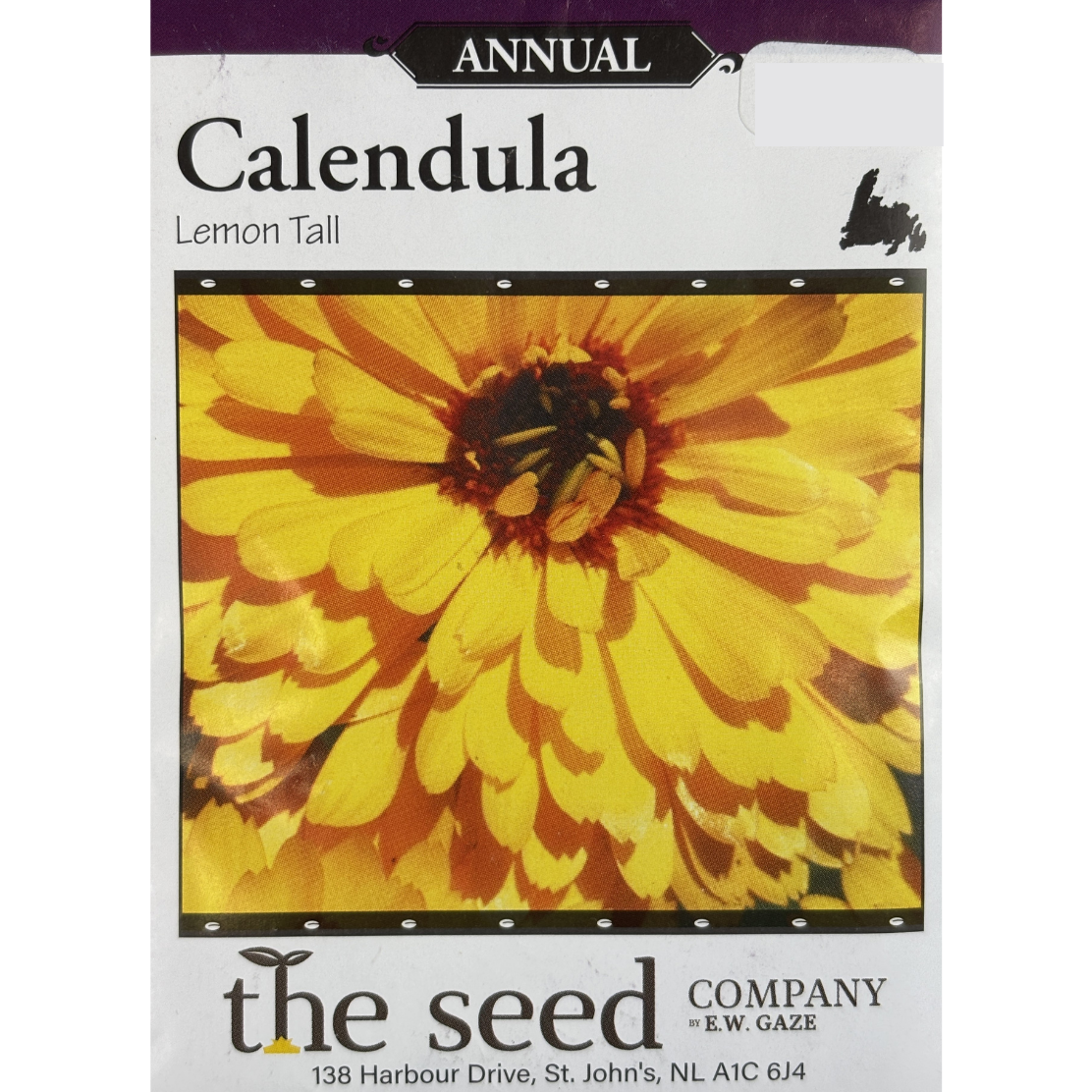 Calendula Lemon Tall
