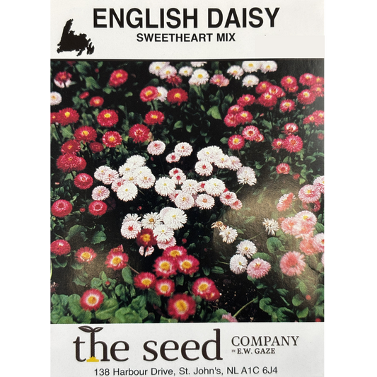 E.W. Gaze Daisy English Sweetheart Mix Pkg.