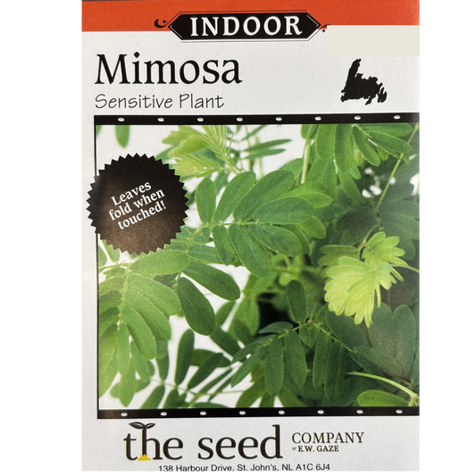 E.W. Gaze Mimosa Sensitive Plant Pkg.