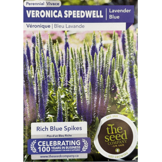 E.W. Gaze Veronica Speedwell Lavender Blue Pkg.