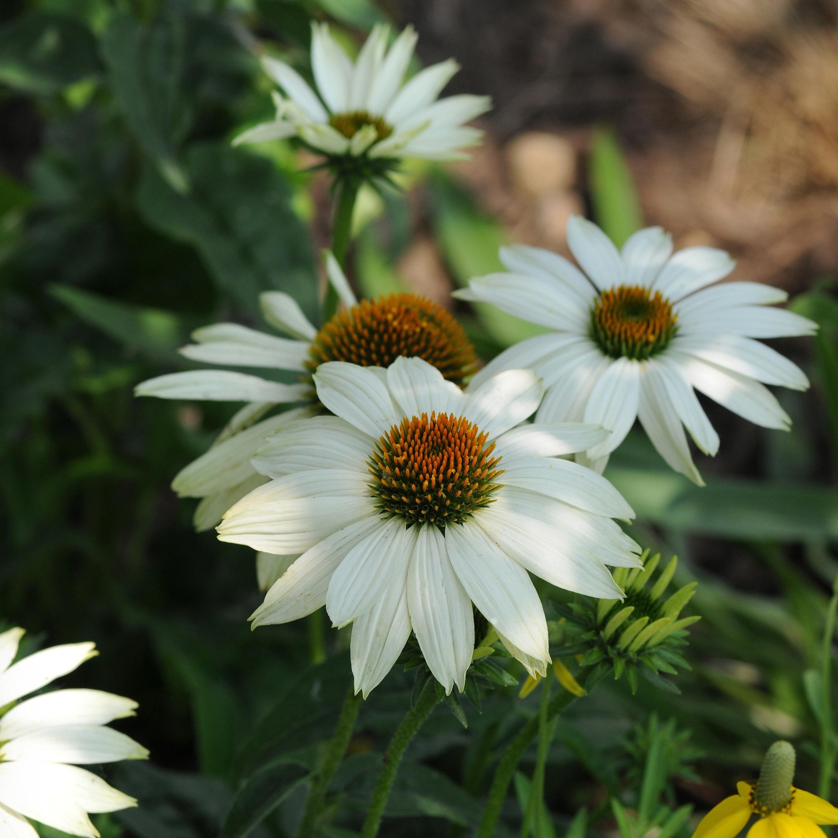 Coneflower 'PowWow®'