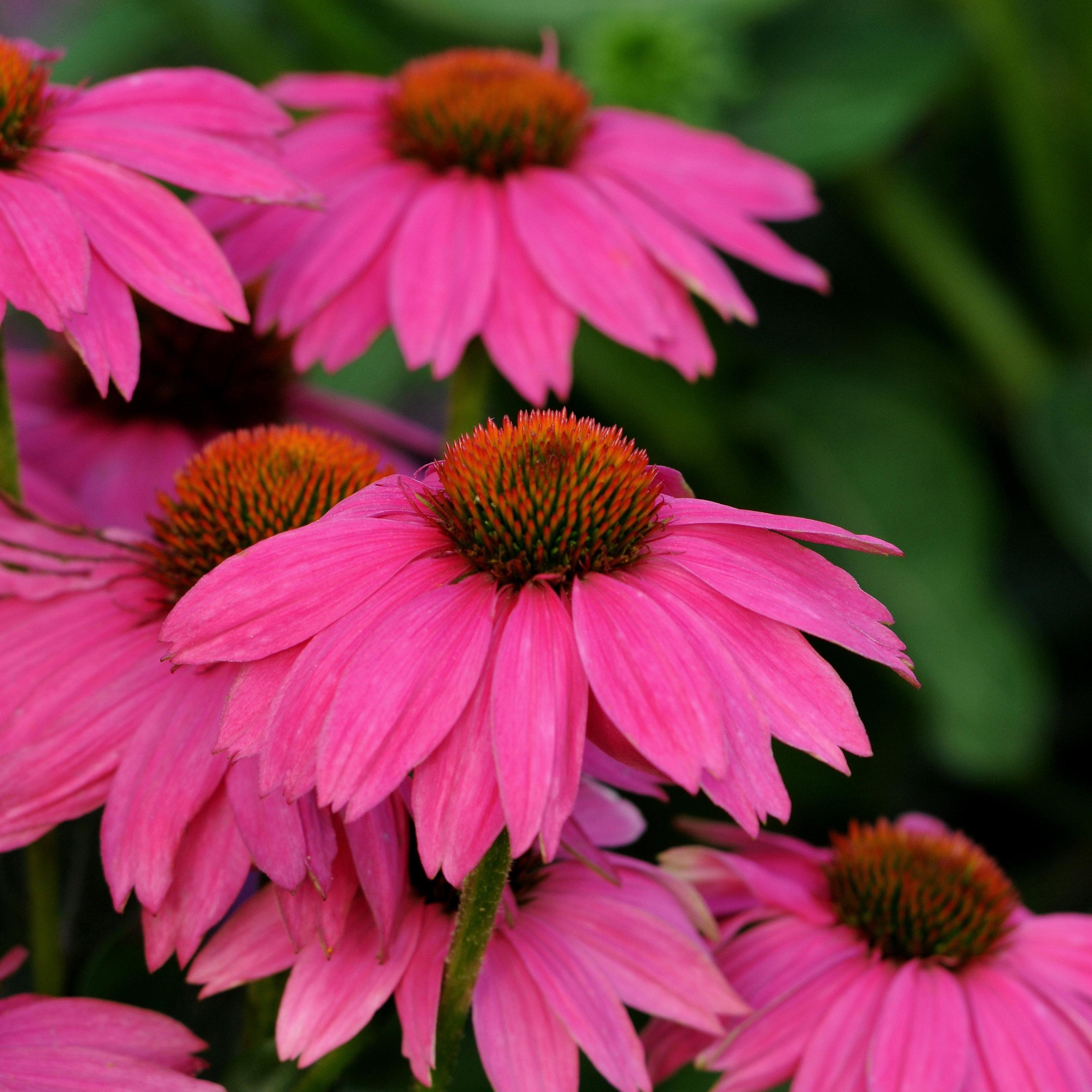 Coneflower 'PowWow®'