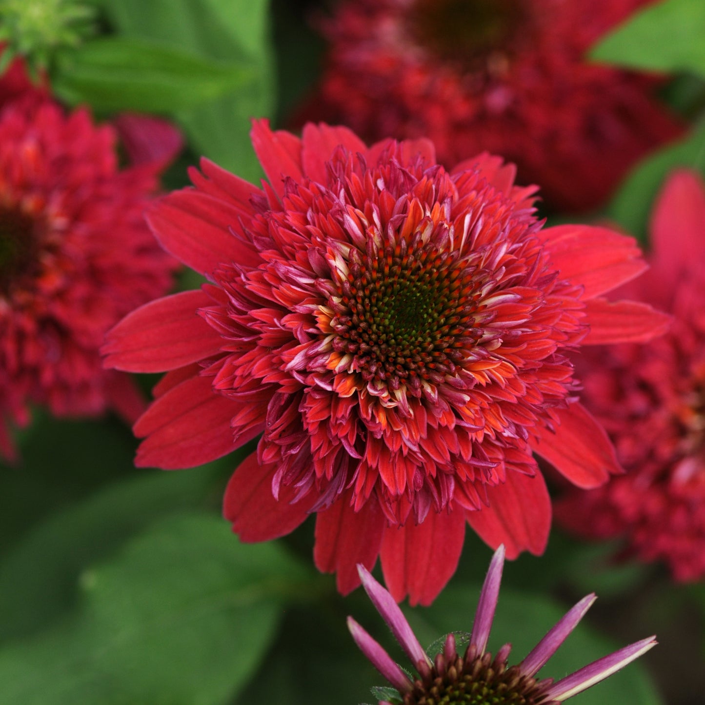 Coneflower 'Double Scoop™'
