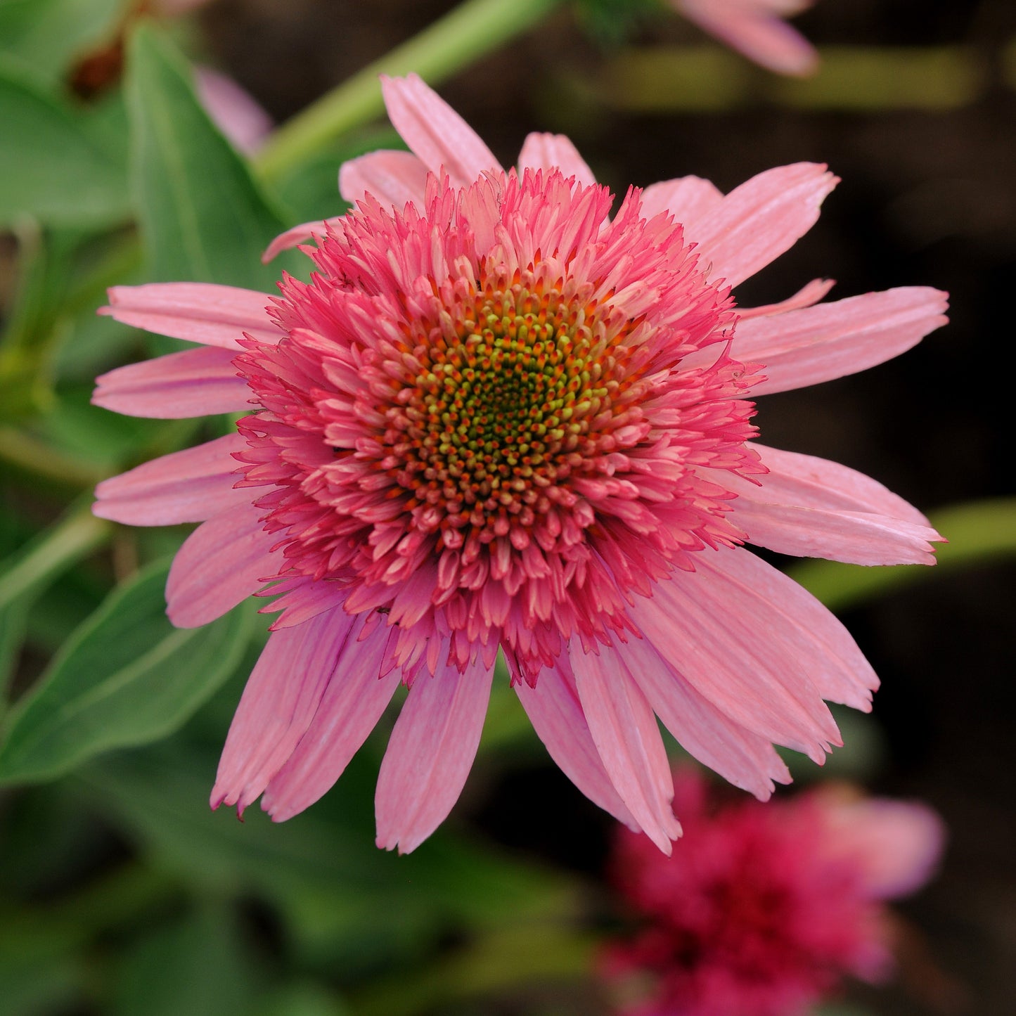 Coneflower 'Double Scoop™'