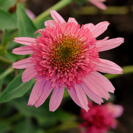 Coneflower 'Double Scoop™'