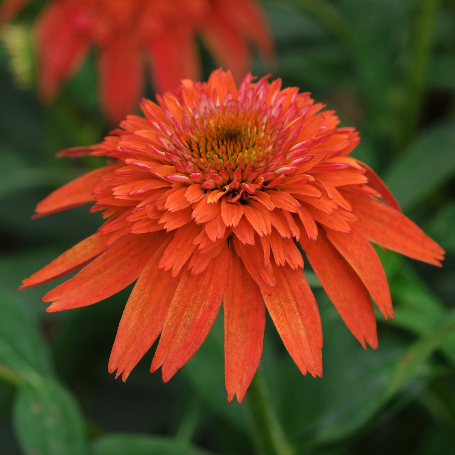 Coneflower 'Double Scoop™'