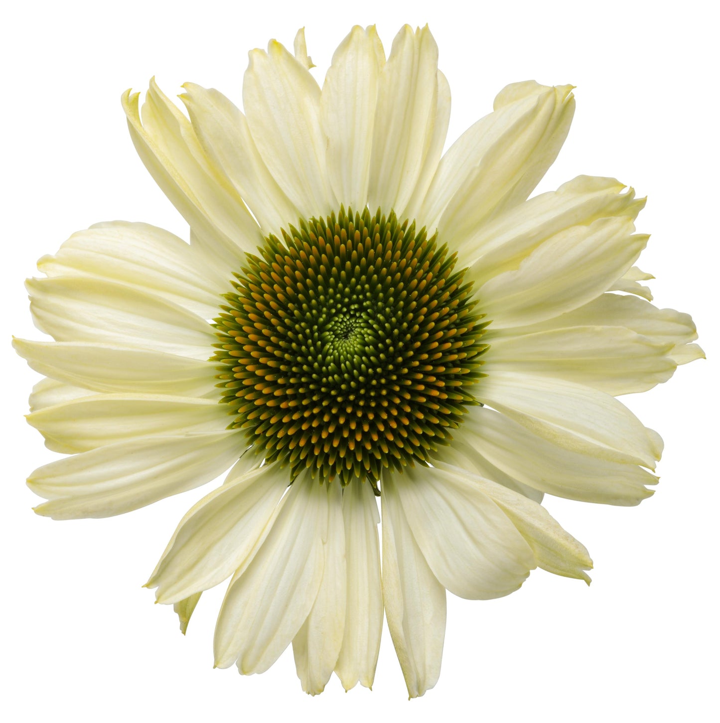 Coneflower 'Color Coded' Series