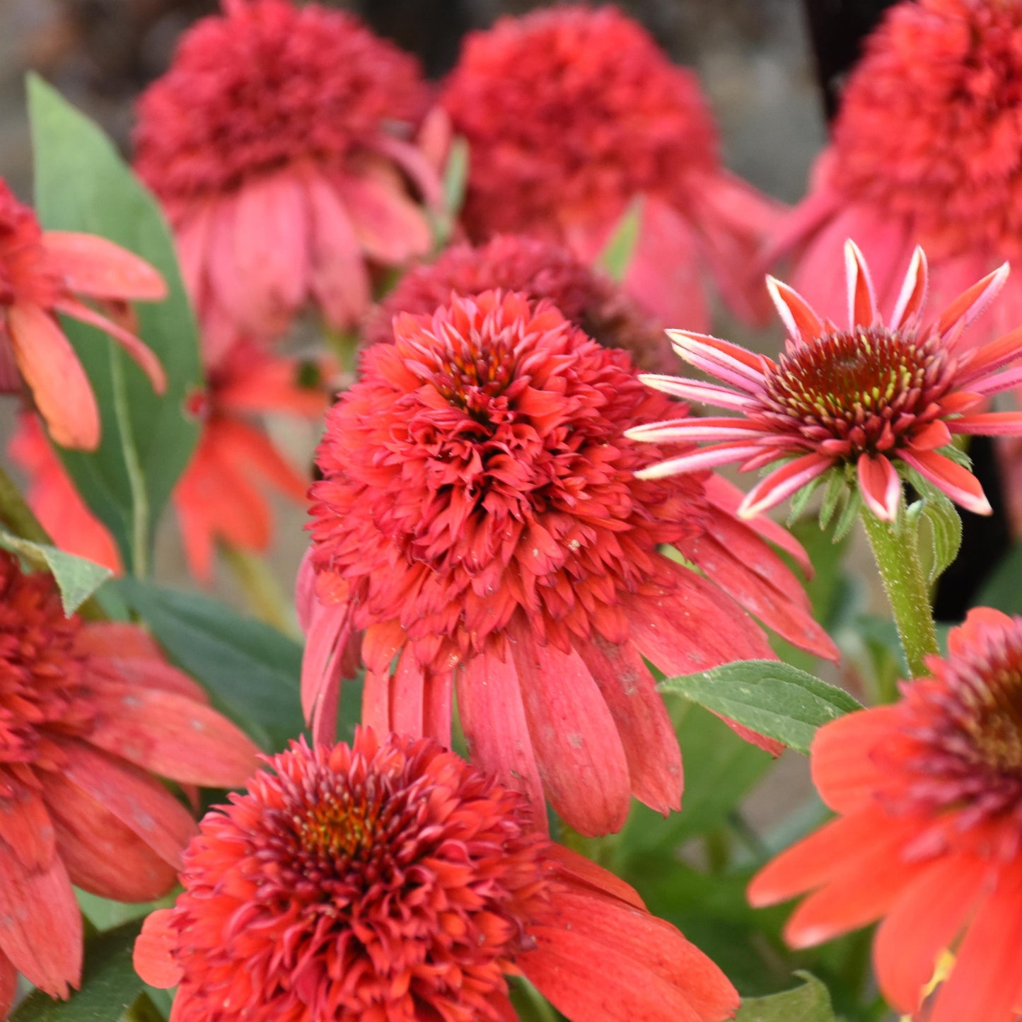 Coneflower 'Double Dipped®' Series