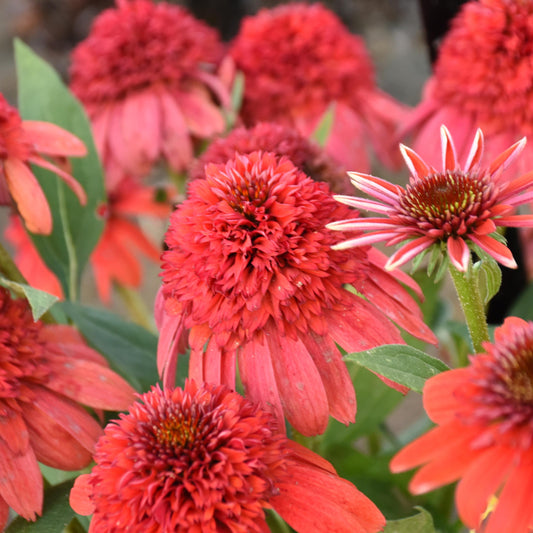 Coneflower 'Double Dipped®' Series