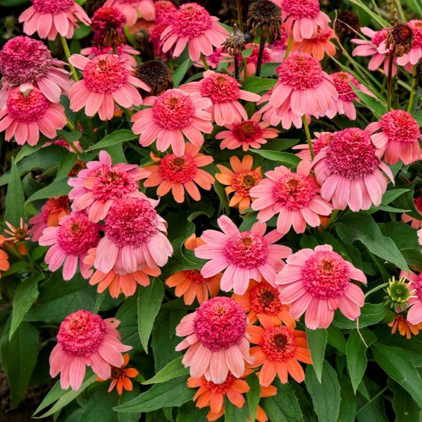 Coneflower 'Double Dipped®' Series
