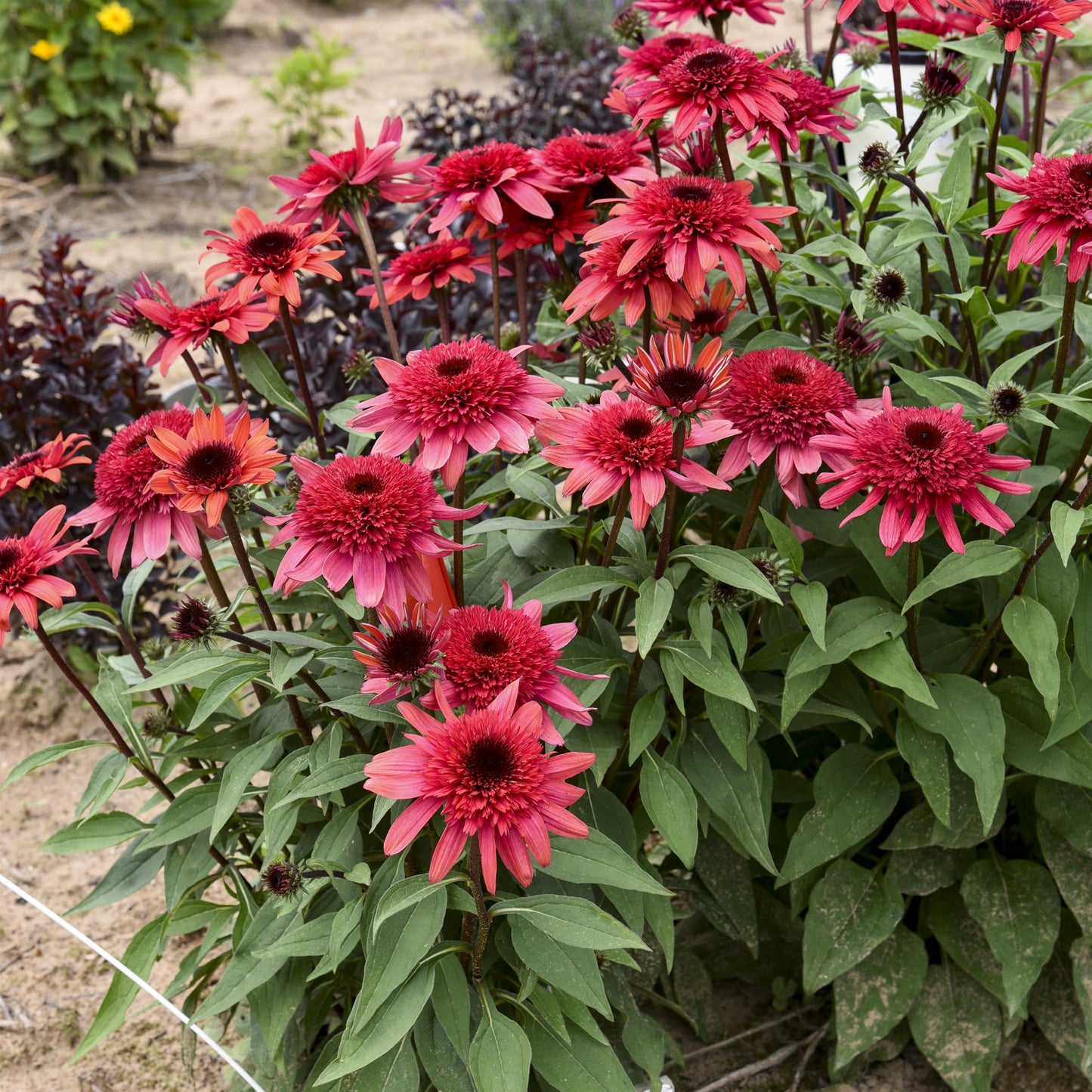 Coneflower 'Double Dipped®' Series