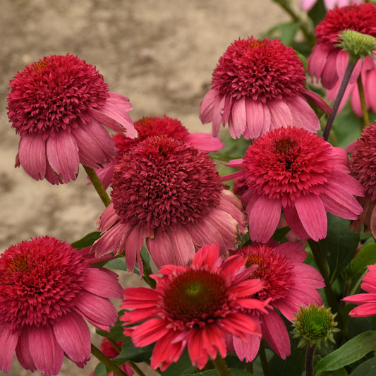 Coneflower 'DOUBLE DIPPED®'