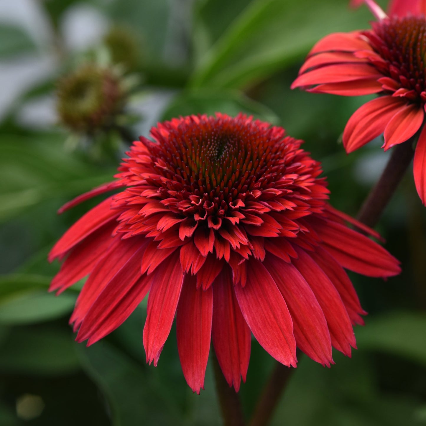 Coneflower 'Double Scoop™'