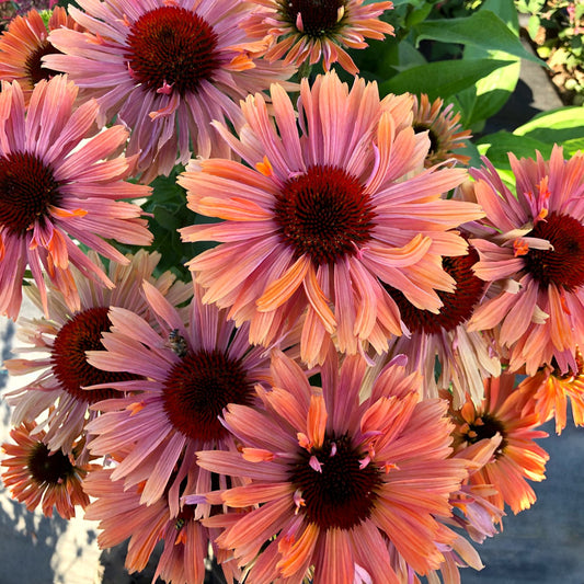 Coneflower 'FRESCO™'