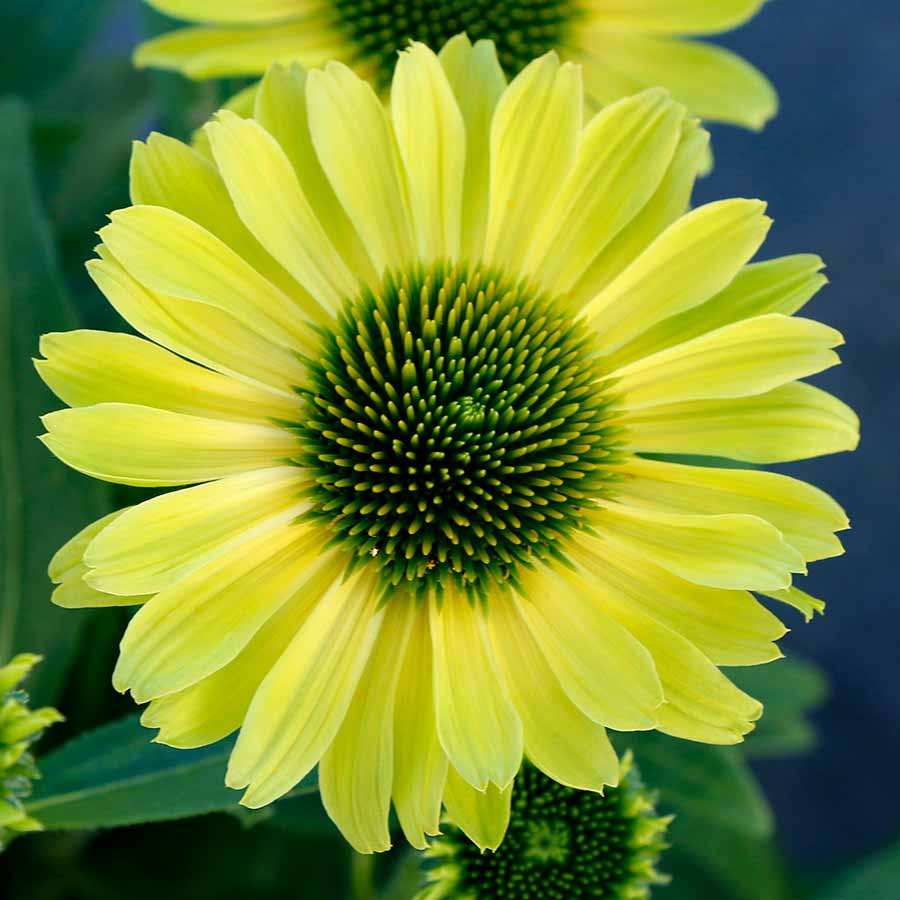 Coneflower 'KISMET®'