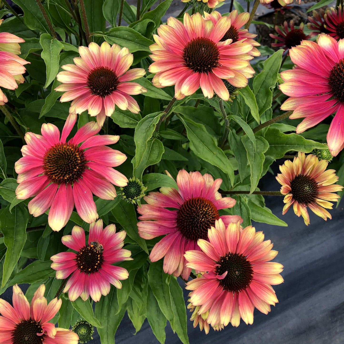 Coneflower 'KISMET®'