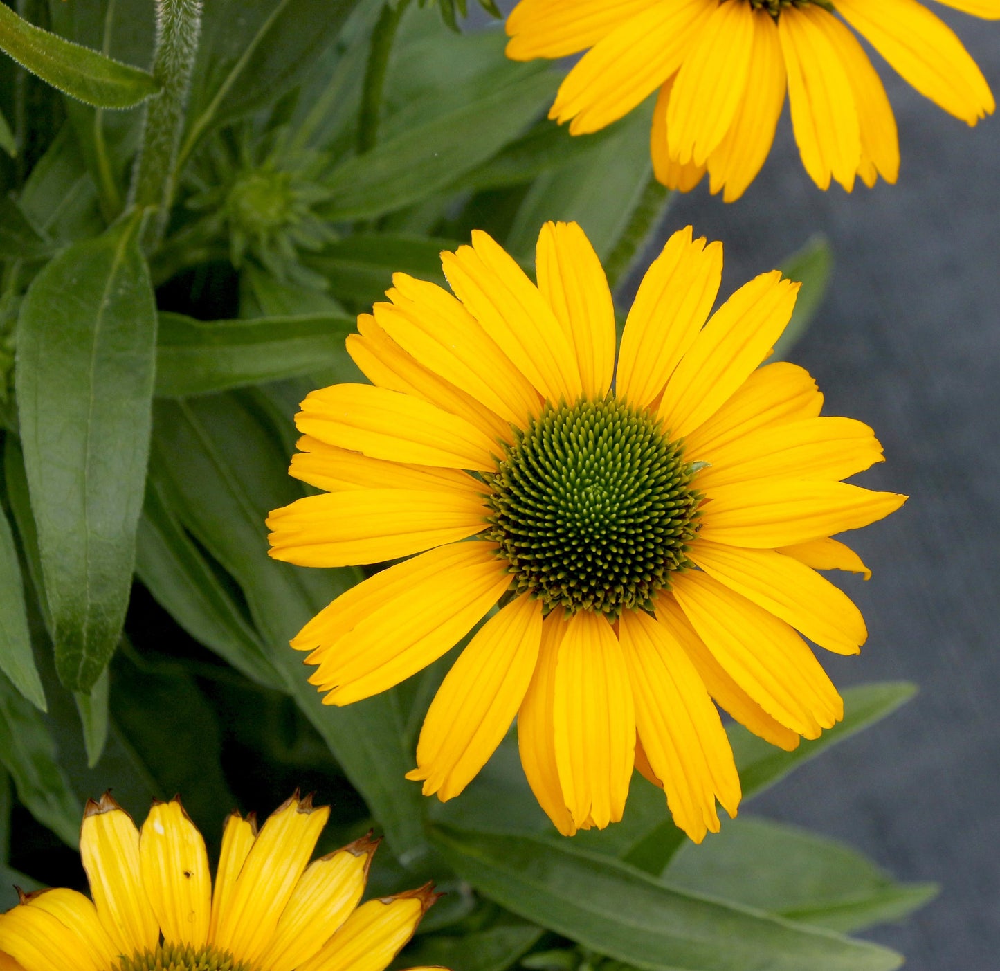 Coneflower 'PRIMA™' Series