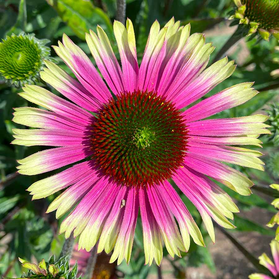 Coneflower 'PRIMA™' Series