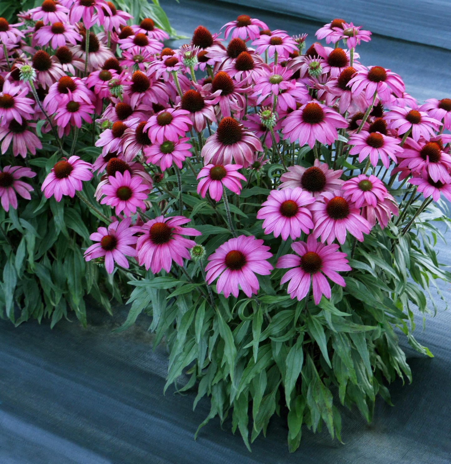 Coneflower 'PRIMA™' Series