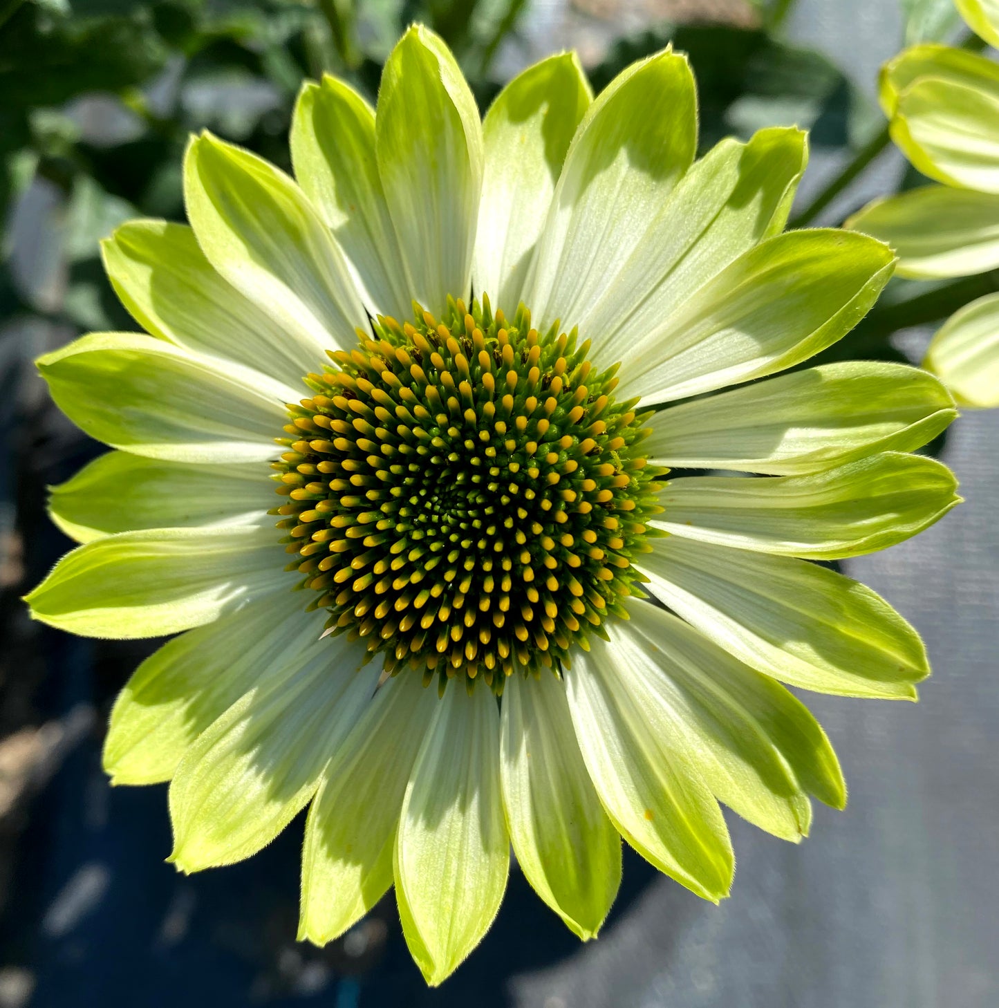 Coneflower 'PRIMA™' Series