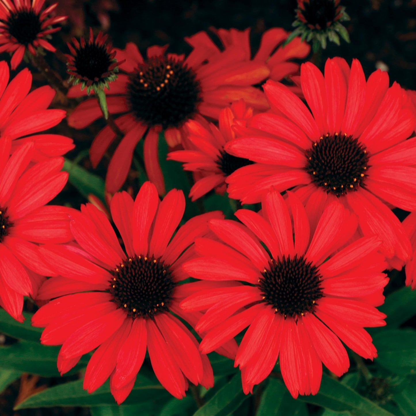 Coneflower 'PRIMA™' Series