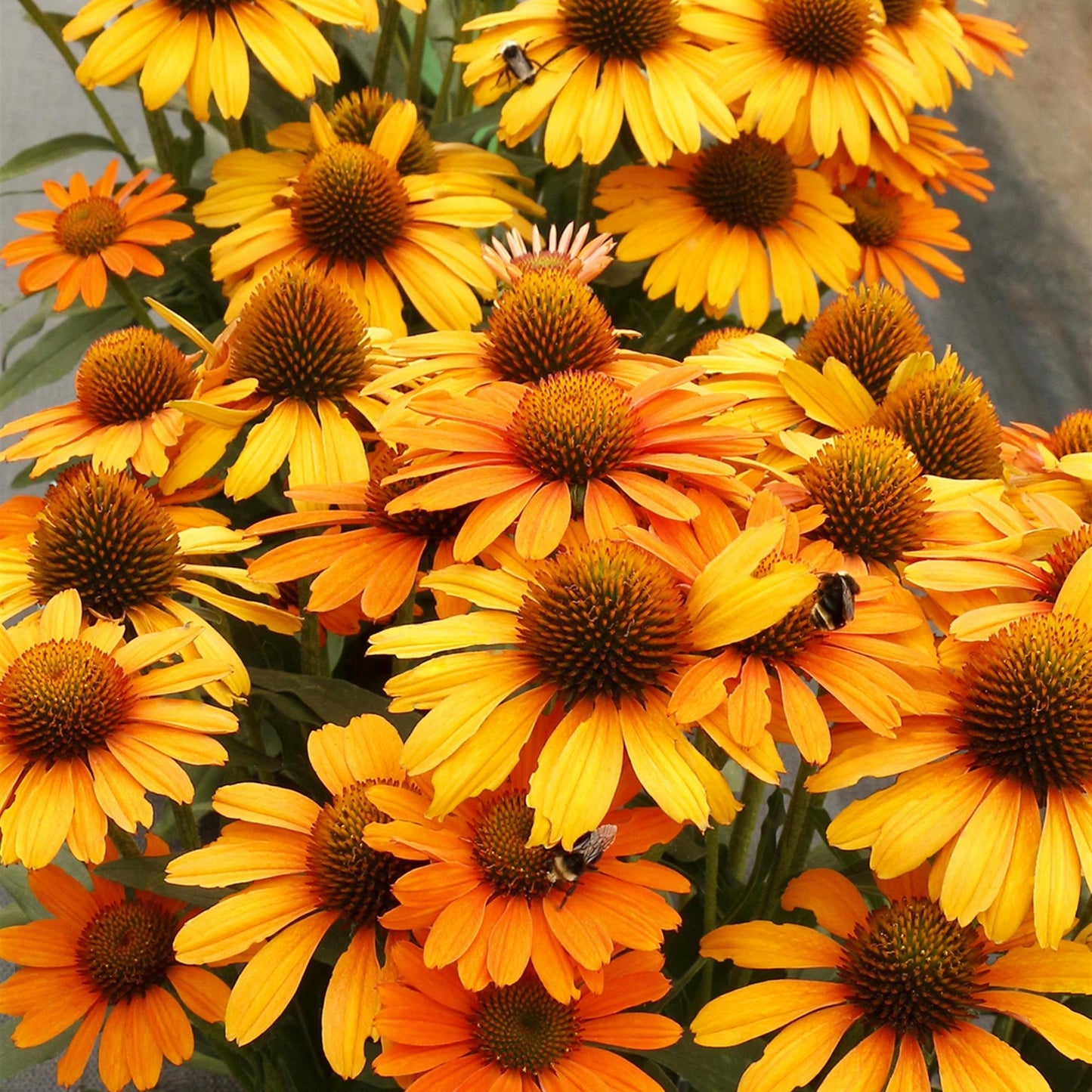 Coneflower 'PRIMA™' Series