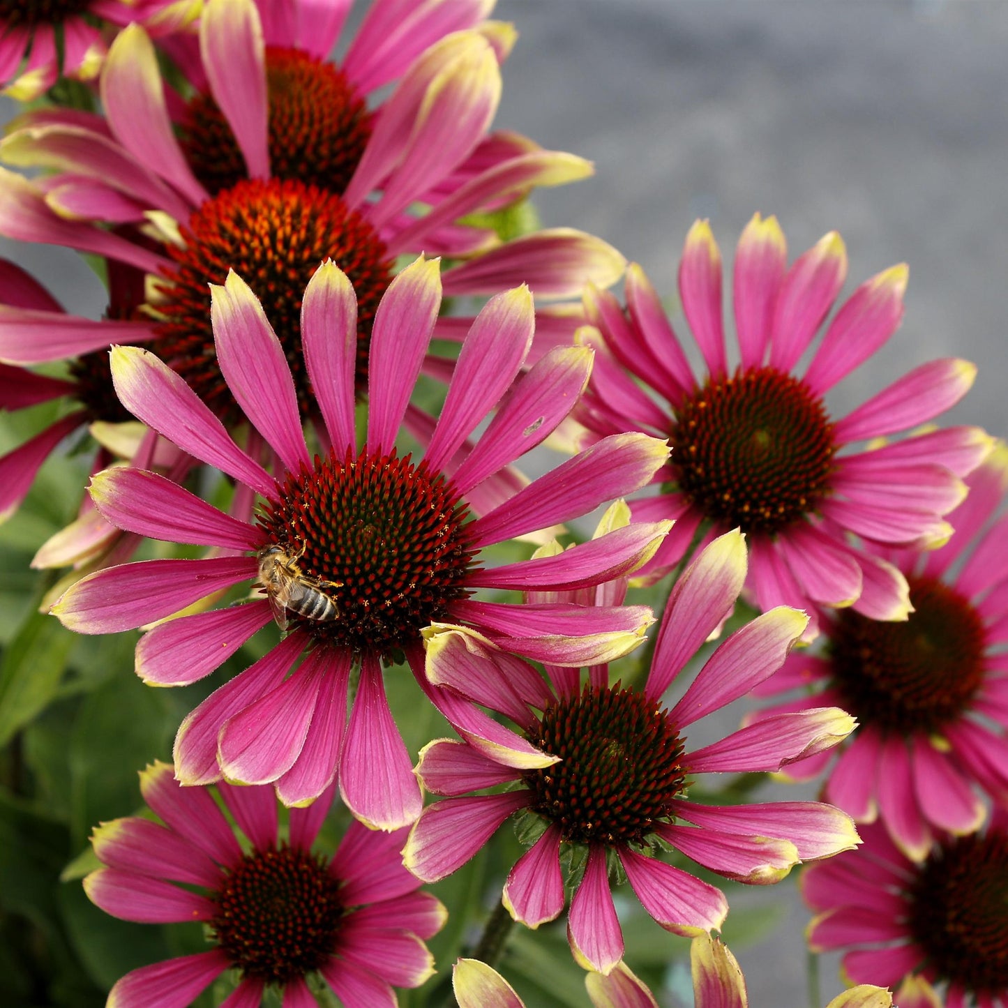 Coneflower 'PRIMA™' Series