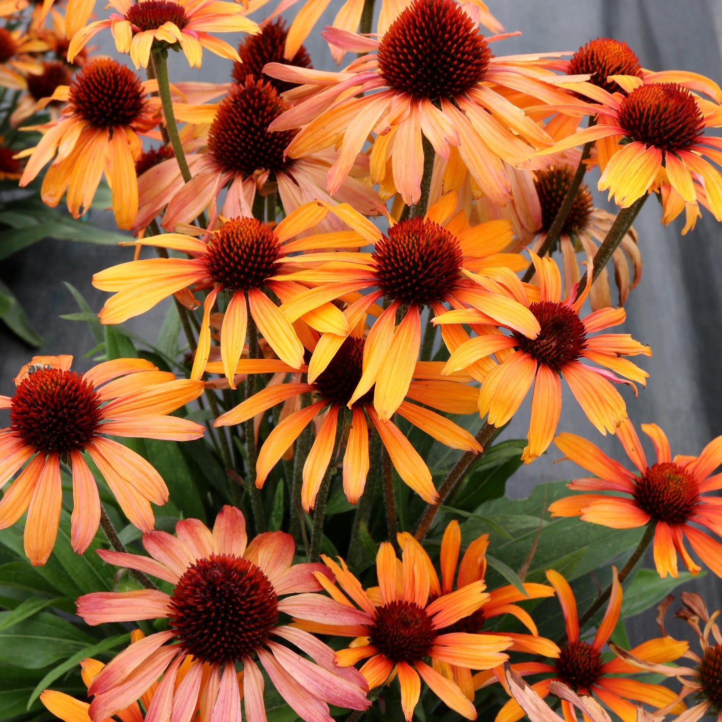 Coneflower 'PRIMA™' Series