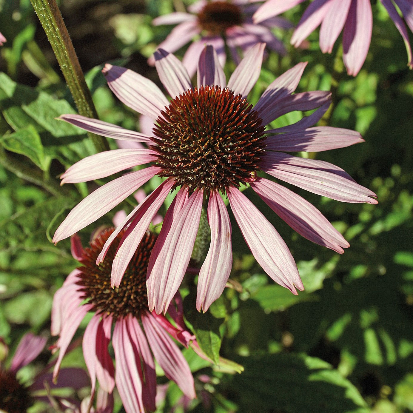 Coneflower