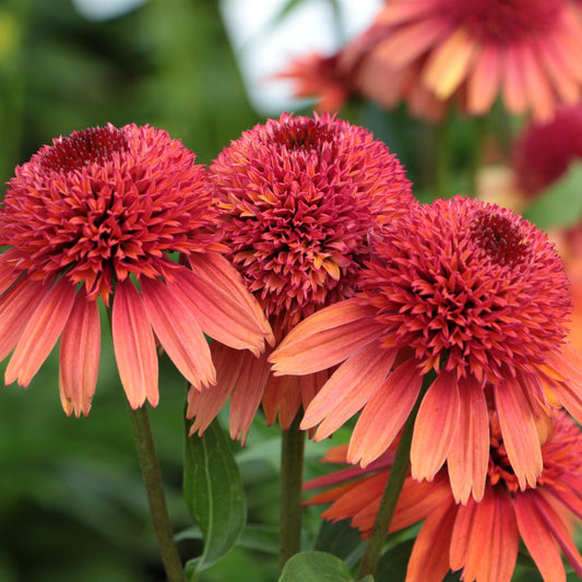 Coneflower 'Carrot Cake'