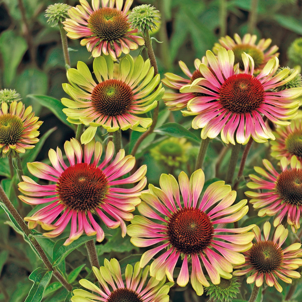Coneflower
