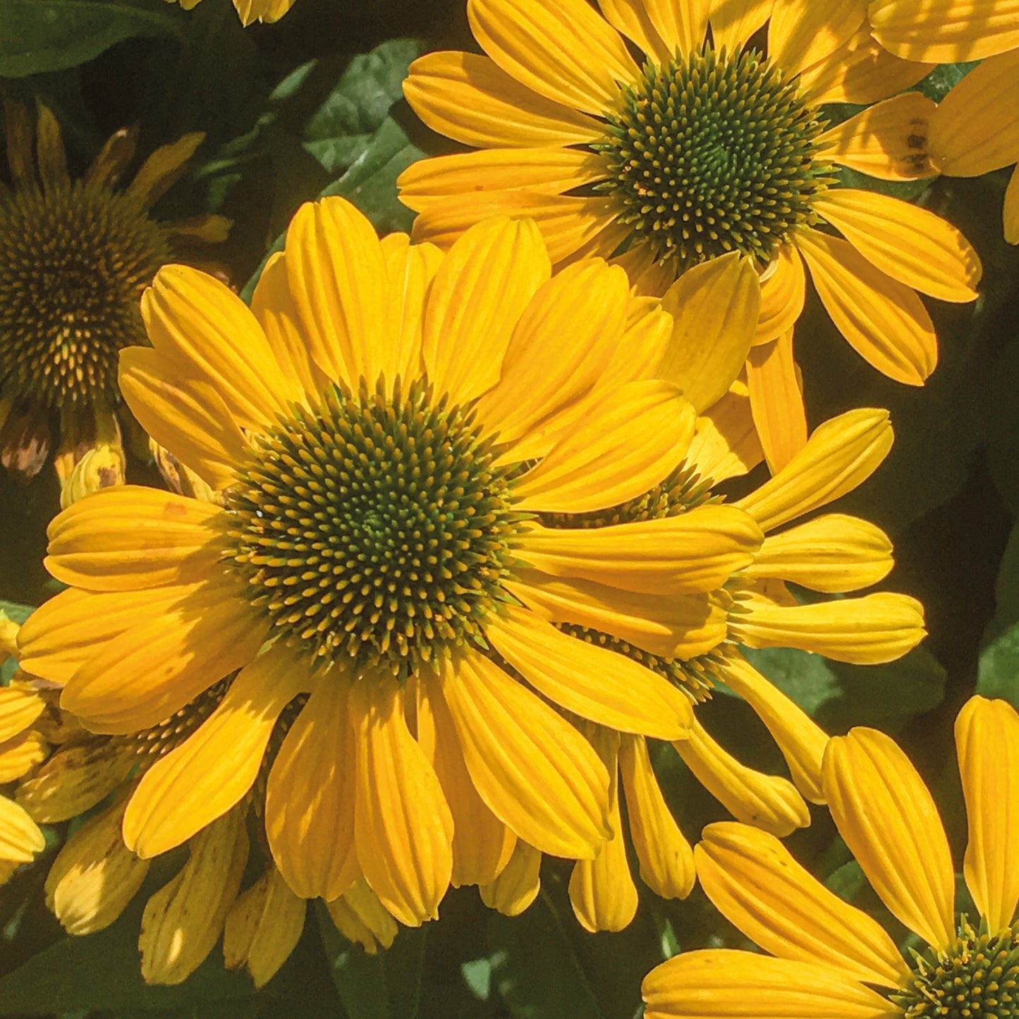 Coneflower