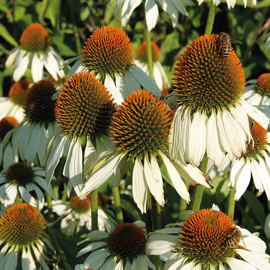 Coneflower 'White Swan'