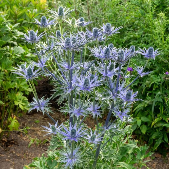 Alpine Sea Holly