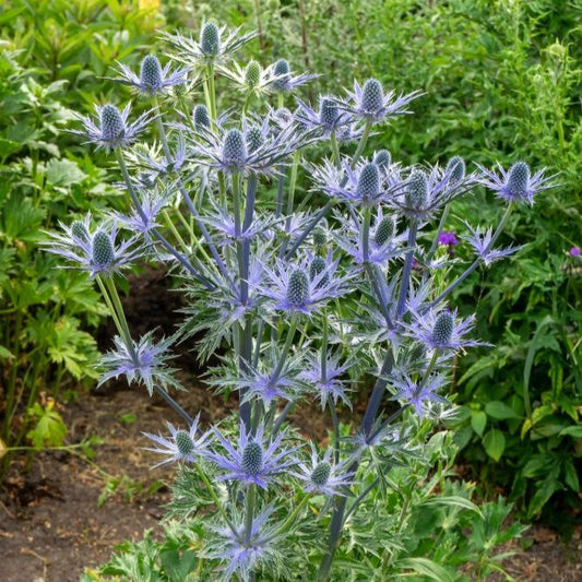 Alpine Sea Holly