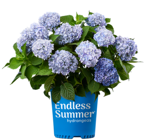 Hydrangea 'Endless Summer™'
