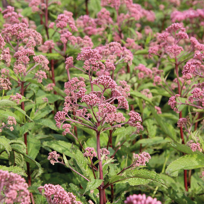 Joe-Pye Weed