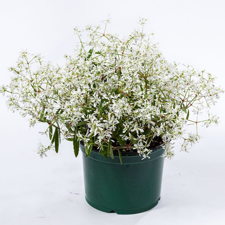 Euphorbia 'Starblast'