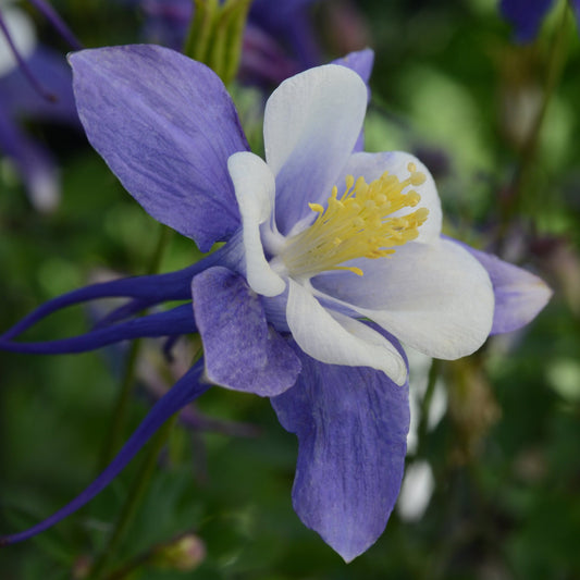 Columbine 'Earlybird™'